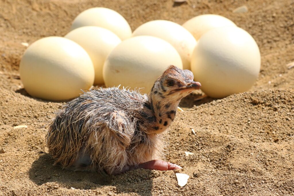 baby ostrich and eggs