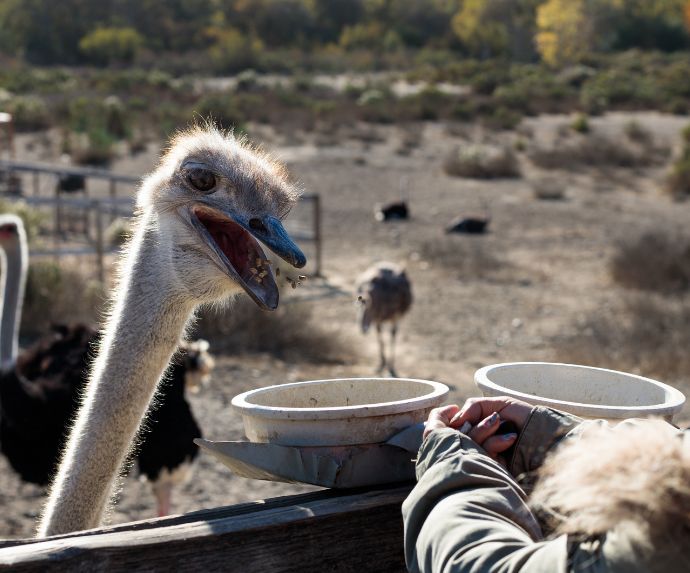 feeding an ostrich is one of the best things to do in Solvang with kids during a family vacation to Santa Ynez Valley in California