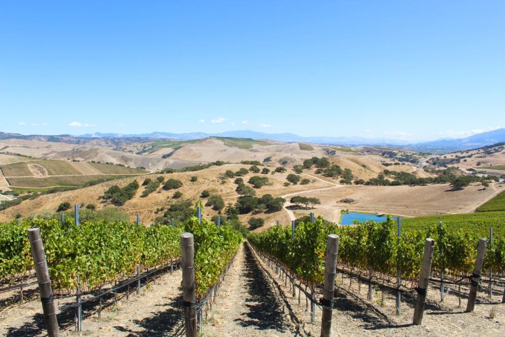 vineyard in the Santa Ynez Valley wine region