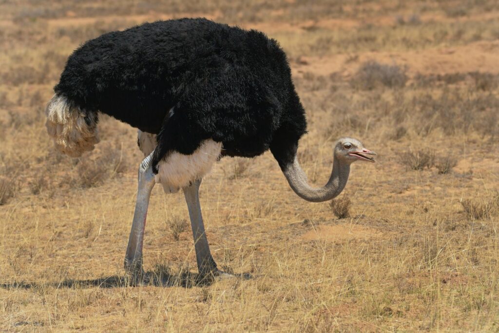 adult ostrich on farm near Solvang, CA