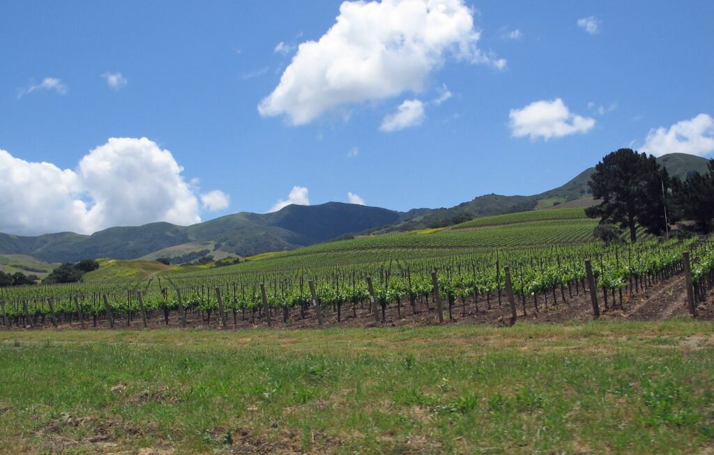 vineyard in Santa Ynez valley in California